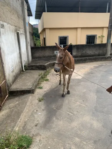 Vendo ou troco mula