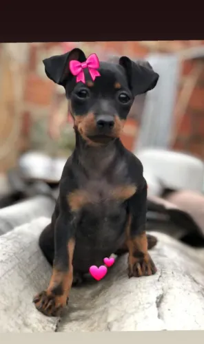 Filhote de Pinscher 