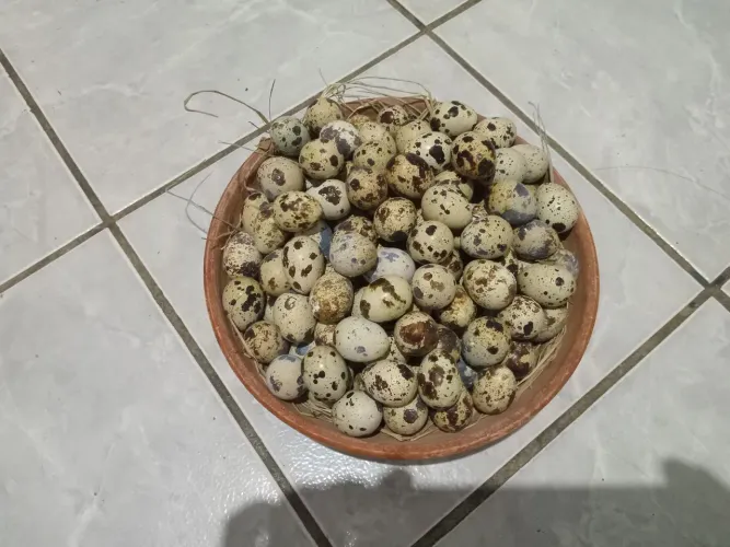 Ovo fértil de contorna 12 por apenas 12 reais