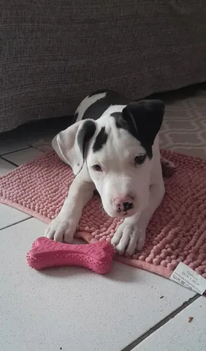 Filhote de Pitbull/American bully
