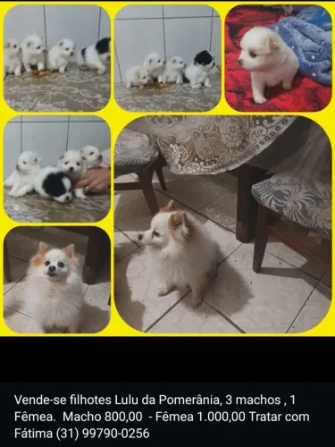 Filhotes Lulu da Pomerânia