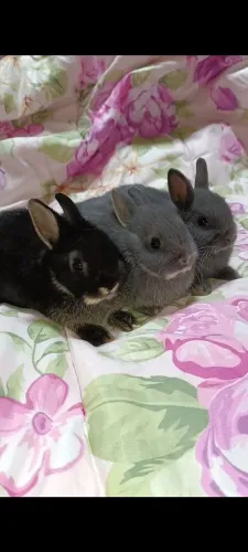 Filhotes coelho Anão Netherland dwarf 