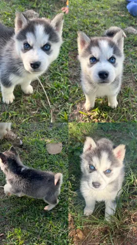 Vende huskey fêmea