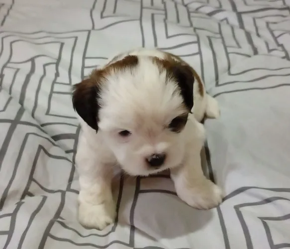 Vendo filhote macho Shitzu 