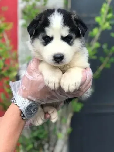 Husky Siberiano- Lindo filhote, padrão 100% raça pura, 57 dias-Dani