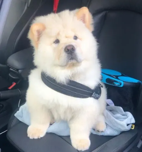 Lindos filhotes de Chow Chow a pronta entrega, venha conferir