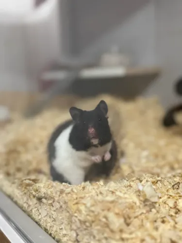 Filhotes de hamster Sírio 