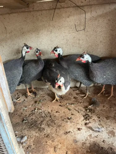 Galinha da Angola