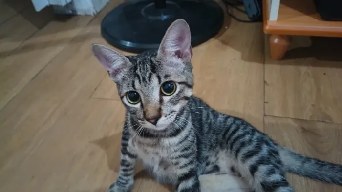 Lindo gato macho disponivél para doação