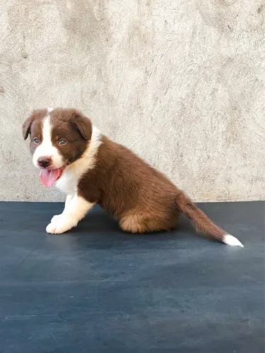 Border Collie