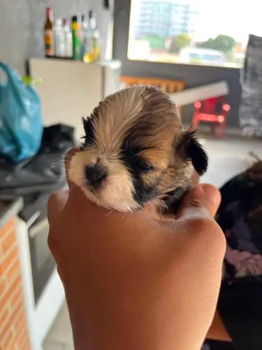 Vendo filhote de shih Tzu