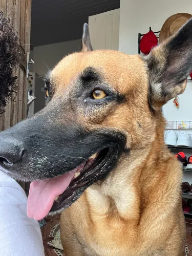Passeio com cachorro babá