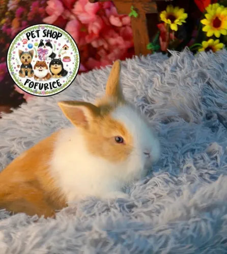 Coelhinhos mini Lion fêmeas e machos filhotes hamster porquinho