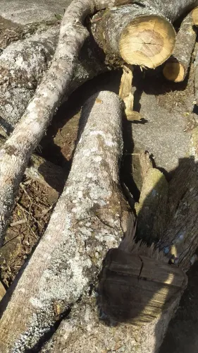 Troncos de madeira cortados em pedaços 