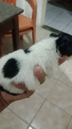 estou vendendo três filhotes de Schutz macho pai e mãe no local nasceram dia 13 de julho 
