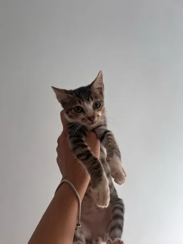 Gatos para adoção responsável 