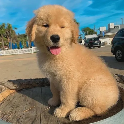 Golden Retriever - Um Visual Que Impressiona A Primeira Vista 