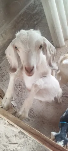 Bodete 3 meses