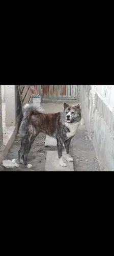 Último filhote de Akita Inú