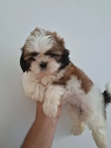 Filhotes de shihtzu