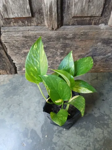 MUDA DE JIBOIA