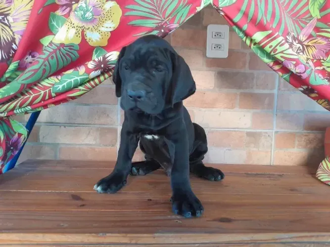 NÃO É APENAS UM CACHORRO. É UM FILA BRASILEIRO