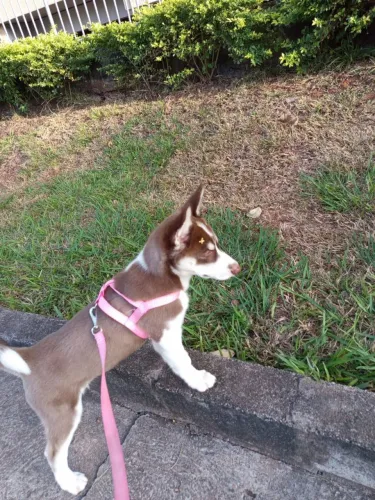 Husky siberiano