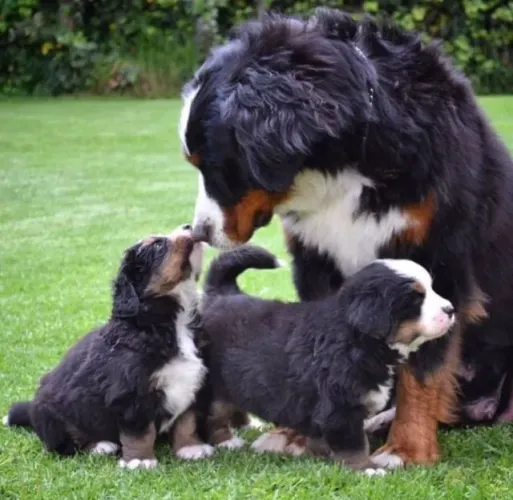 Bernese "Onde estou, há paz."