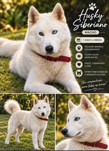 Husky Siberiano Macho