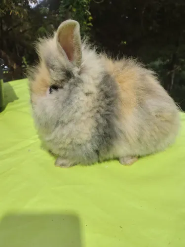 Coelhos