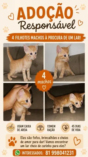 Doa-se filhotes de gato.