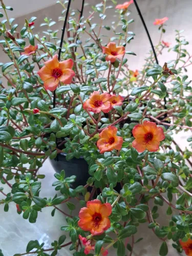 Plantas, orquídeas, cacto, samambai, jardim