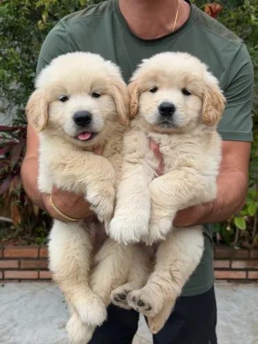 Filhotes puros de golden retriever pedigree fêmeas e machos