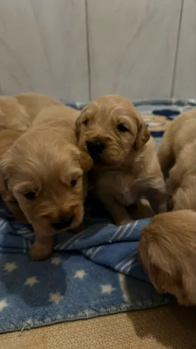 Filhotes de Golden Retriever