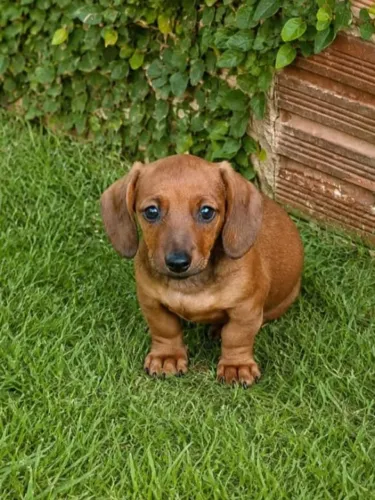 Fêmea de Dachshund Caramelo 