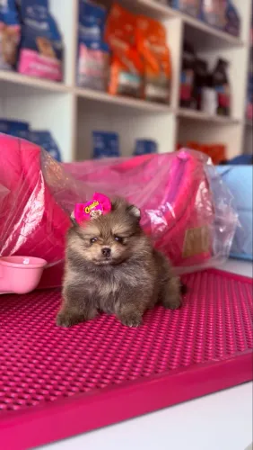 Filhote de Lulu da Pomerania