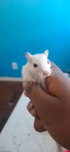 Filhotes Gerbil( esquilo da magolia)