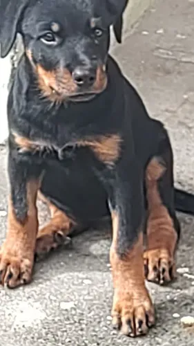 Filhota de Rottweiler 3 meses