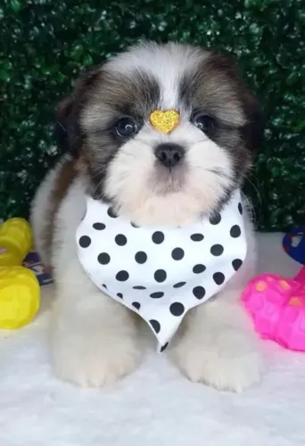 Shih Tzu Filhote Encantador