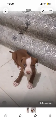 Vendo essa filhote de pitbul