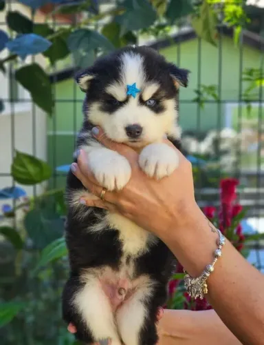 HUSK SIBERIANO. PROMOÇÃO DE FÉRIAS R$ 700