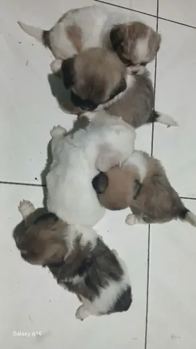 Cachorros de raça shih tzu