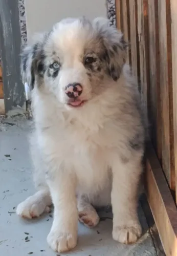 Border Collie filhote Merle