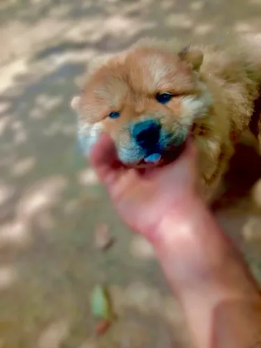 Filhote Fêmea de Chow Chow