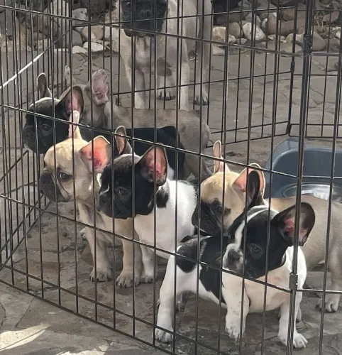 Doação de filhote de Bulldog Francês!