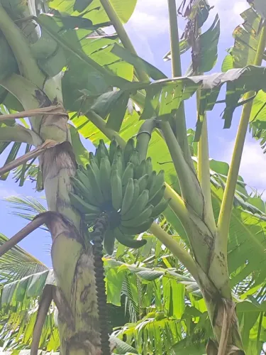 granja com 12 hectares em punau com irrigação e rio perene  um lugar perfeito