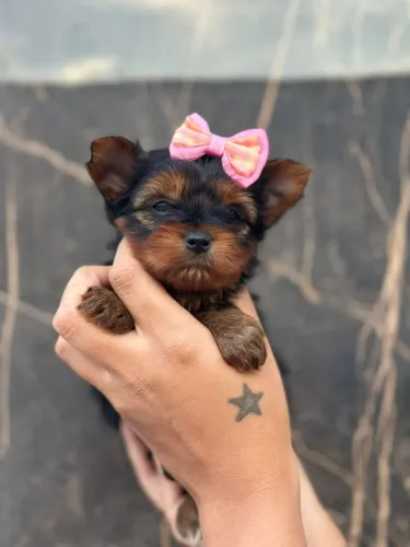 Yorkshire Terrier Fêmea!! Princesa Demais
