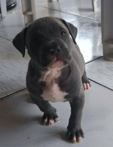 Pitbull