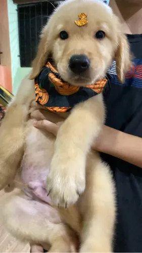 Golden retriever