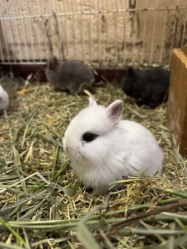 Mini Coelho 